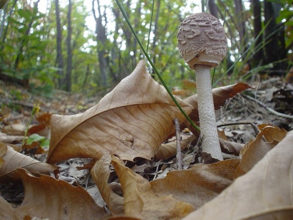 un p� di tempo f� !